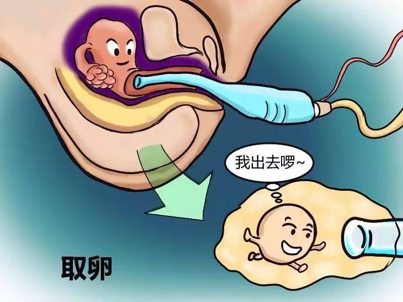 什么是供卵试管婴儿的最合适年龄？