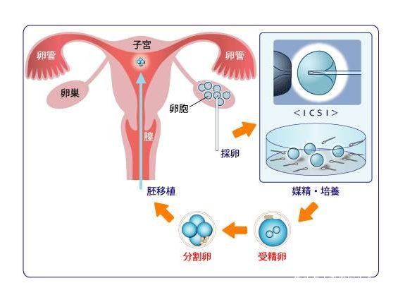 供卵能有几个胚胎+供卵婴儿有几个父母